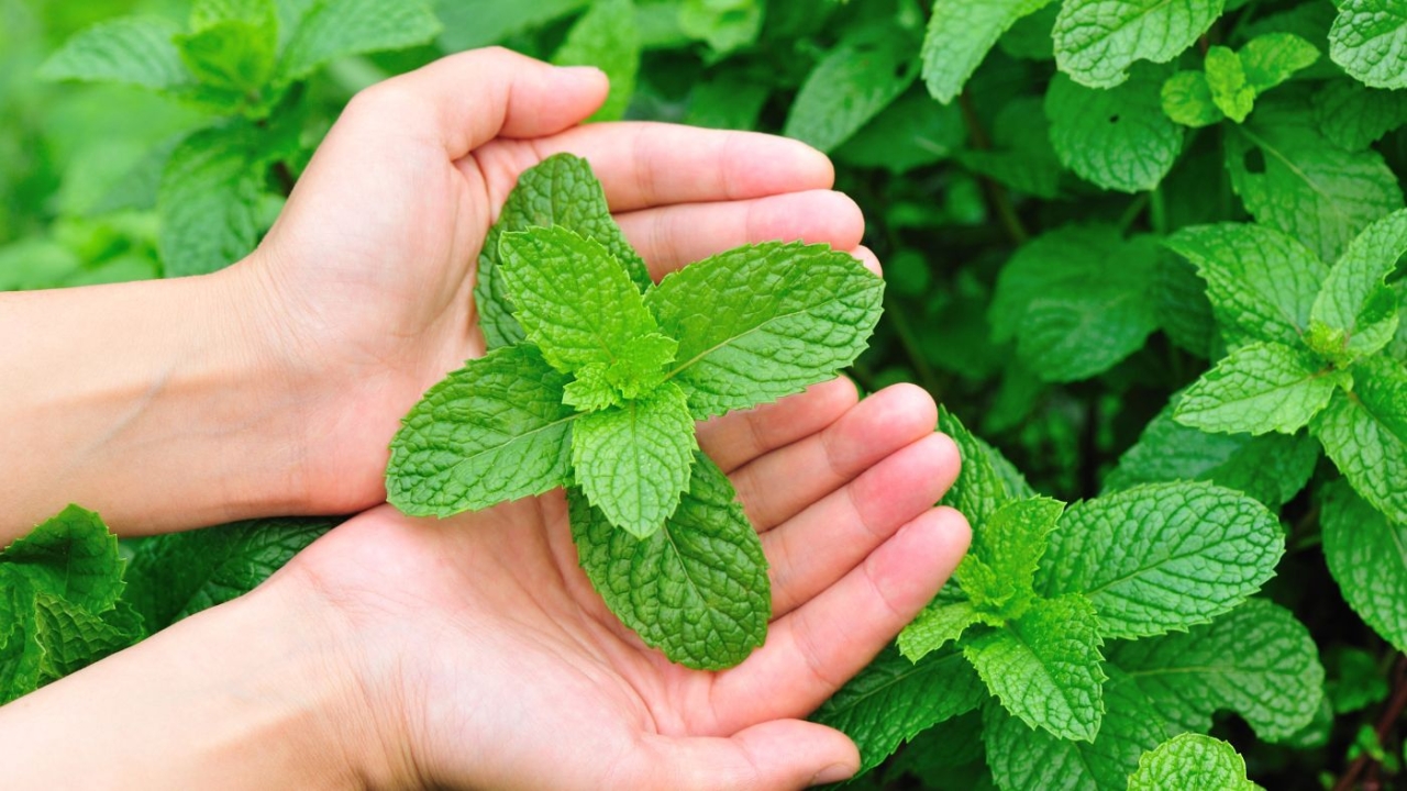Natural Menthol & Synthetic Menthol - Norex Flavours Private Limited