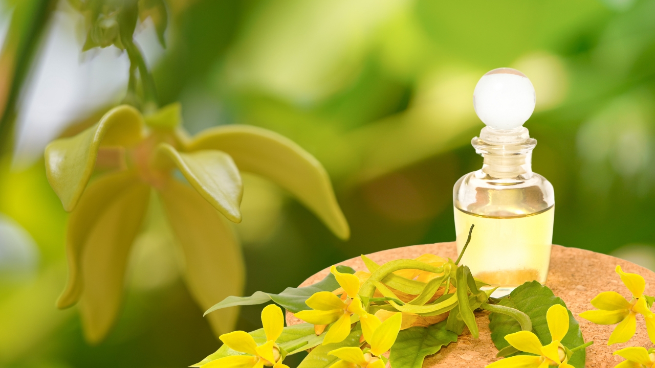 Ylang Ylang Essential Oil Benefits: Unveiling its Allure