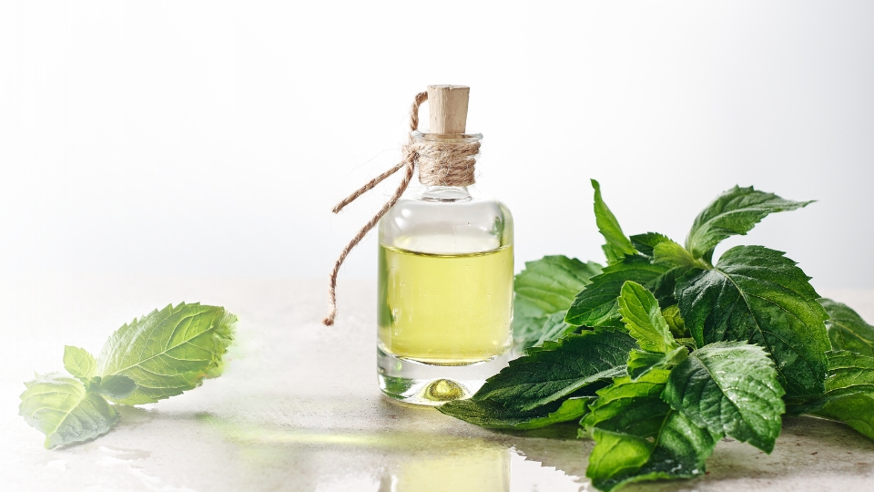 Peppermint Oil Uses, Benefits and Properties
