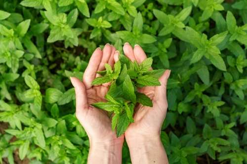 Top Industrial Uses of Natural Menthol in Pharma & FMCG