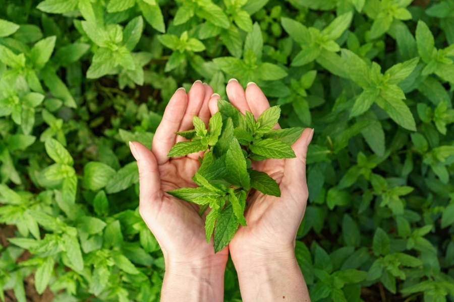 TULSI AMLA