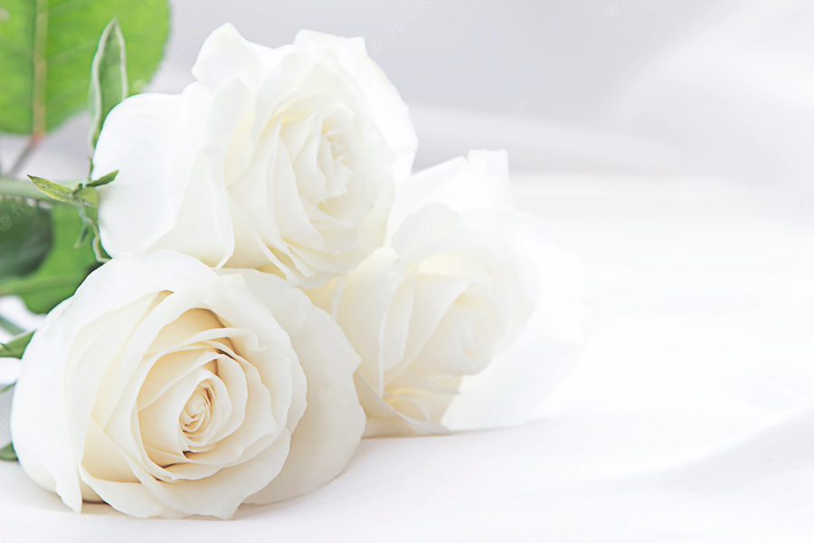 ROSE WHITE A1