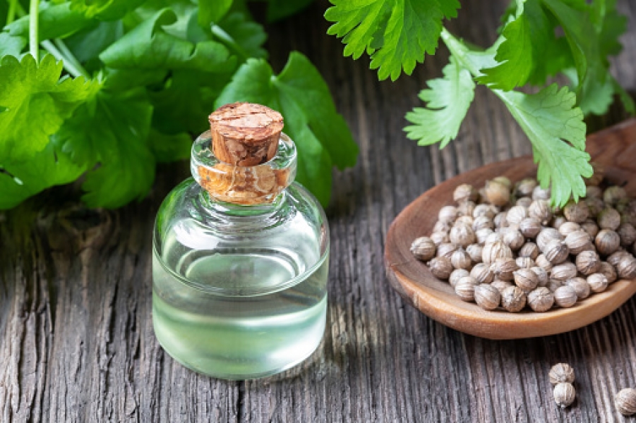 Coriander Oil