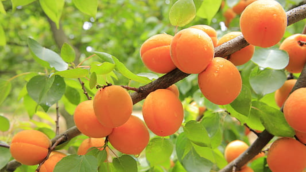 ORANGE PEACH