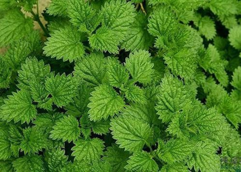 Mentha Arvensis Oil (Japanese Mint / Cornmint)