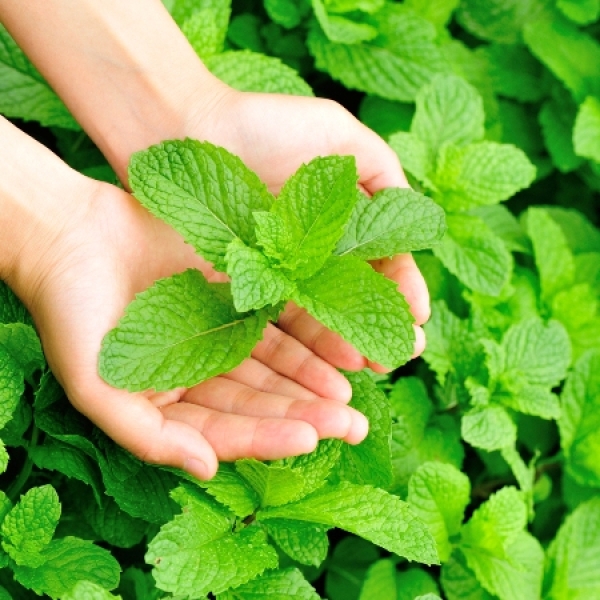 Spearmint Oil Indian
