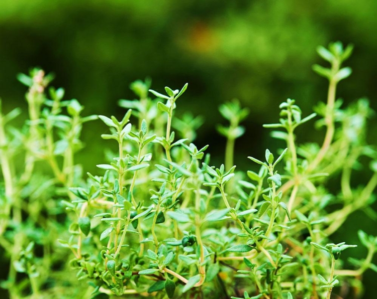 Thymol
